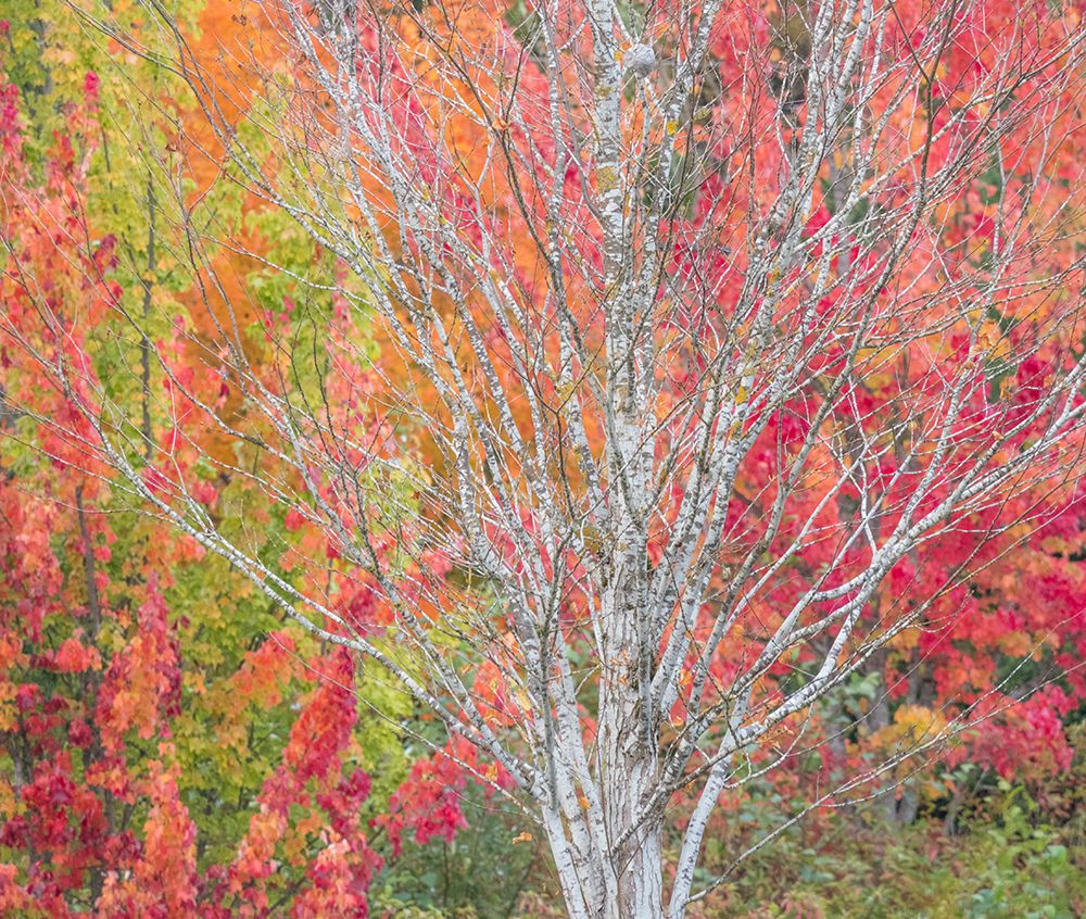 USA-Washington State-Issaquah with fall colored Maple trees along downtown roads